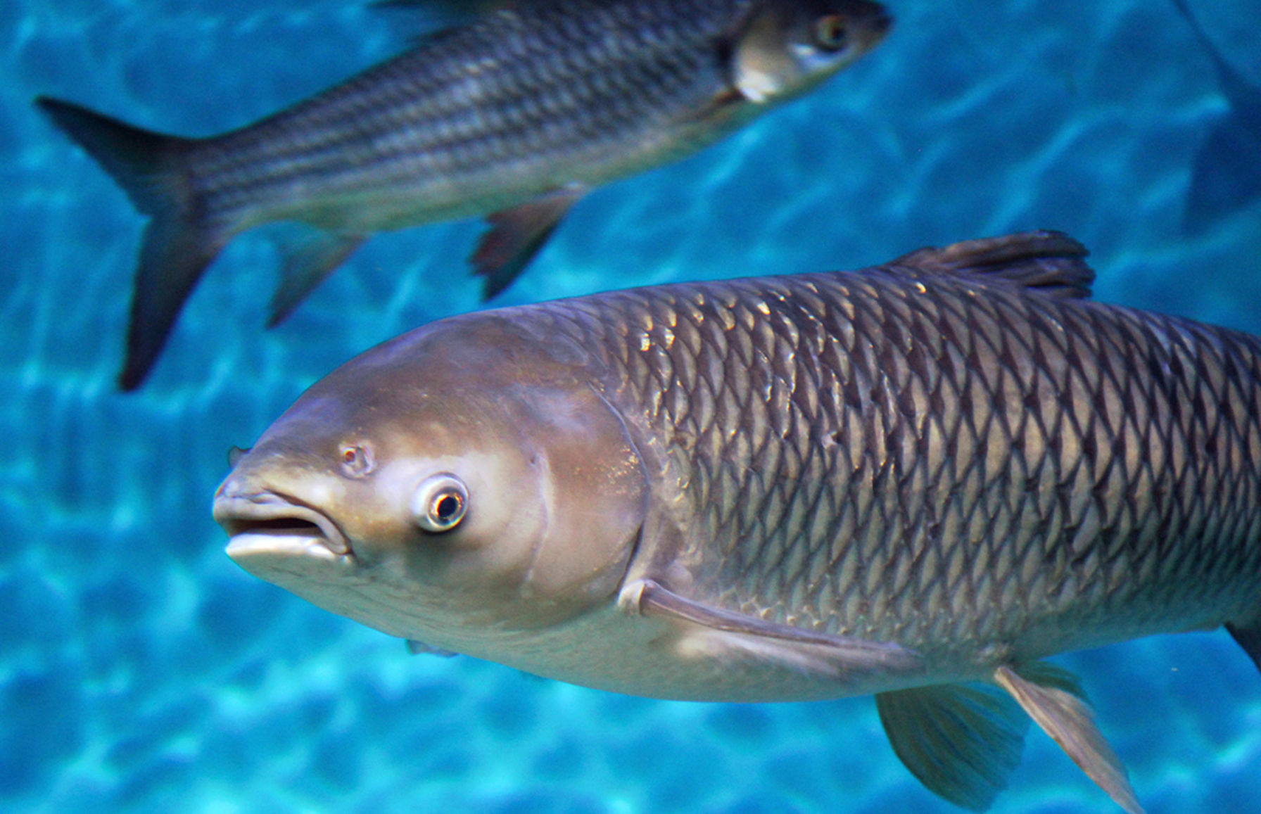 Bighead Carp